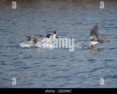 CANARDS DÉCOLLANT / SAUVAGINE EN ACTION canards décollant de l'eau avec éclaboussures et mouvement Banque D'Images
