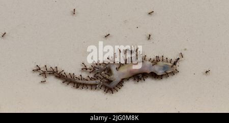 Photo d'angle du lézard Dead House mangeant par des fourmis noirs sur un sol blanc. Micro photographie de lézard blanc qui est mangé par des fourmis noirs Banque D'Images