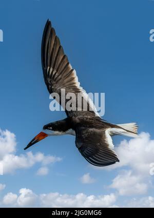 Black Skimmer volant dans un ciel bleu avec des nuages blancs au-dessus des champs de céleri à Sarasota Floride Etats-Unis Banque D'Images