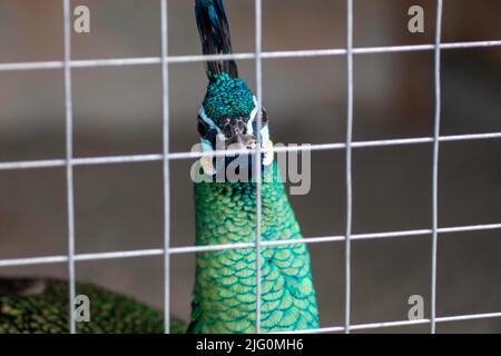 portrait d'un beau paon vert paon paon dans une cage semble triste Banque D'Images
