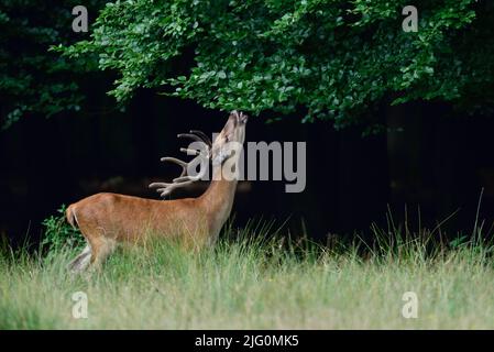Cerf rouge mâle mangeant des feuilles d'un hêtre, été, Rhénanie du Nord westphalie, (cervus elaphus), allemagne Banque D'Images