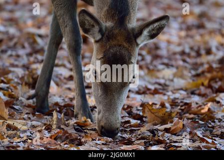 Femelle de cerf rouge qui se trouve sur le sol de la forêt en automne, portrait de tête, rhénanie du Nord-westphalie, (cervus elaphus), allemagne Banque D'Images