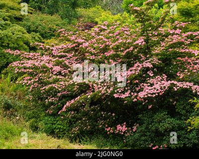 Des bractées roses du cornouiller à fleurs, Cornus kousa 'miss Satomi' frappa l'arbuste robuste du début au milieu de l'été Banque D'Images