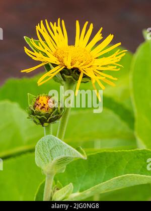 Fleur jaune vif de l'herbe médicinale vivace, Elecampane, Inula helenium Banque D'Images