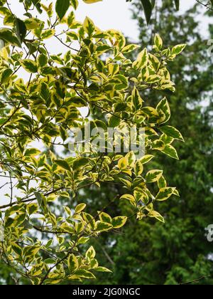 Sélection jaune frappante sur le feuillage à feuilles persistantes de l'arbre privé chinois robuste, Ligustrum lucidum 'Excelsum Superbum' Banque D'Images