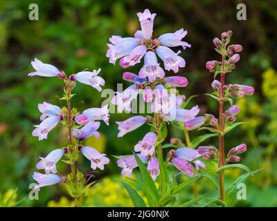 Fleurs tubulaires bleu clair et pourpres du sous-arbuste ornemental, Penstemon 'Sour Grapes' Banque D'Images