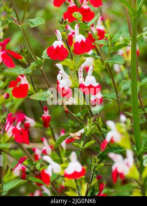 Arbuste à demi-fleur de sauge, Salvia microphylla 'Hot Lips' avec fleurs bicolées rouges et blanches Banque D'Images