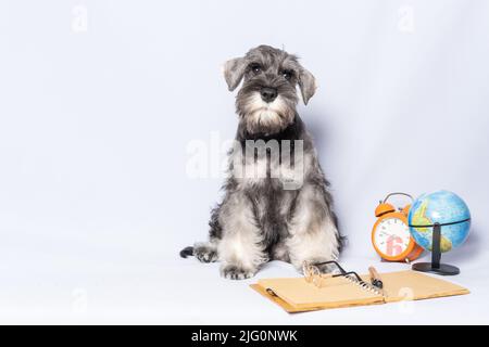 Miniature schnauzer blanc et gris, à côté d'un bloc-notes et d'un stylo, d'une horloge, d'un globe sur fond clair, d'un espace de copie. Chien étudiant. Retour à scho Banque D'Images