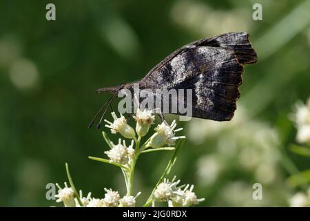 Papillon à museau américain Banque D'Images