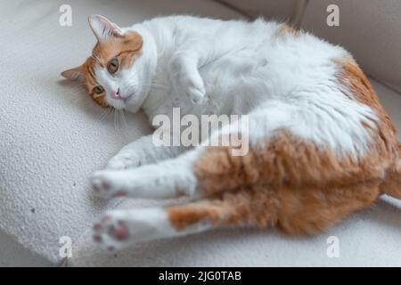 chat brun et blanc avec des yeux jaunes allongé sur un canapé blanc Banque D'Images