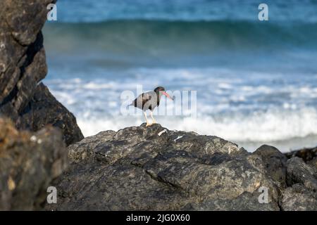 Un Oystercatcher, Haematopus ater, sur la plage rocheuse du parc national Pan de Azucar, sur la côte Pacifique du Chili. Banque D'Images