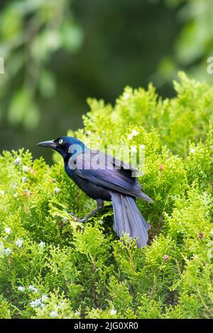 Un homme, un râle pourpre ou un oiseau commun, souvent confondu avec un oiseau noir ou une étoile se trouve au sommet d'un joli arbuste vert en été Banque D'Images