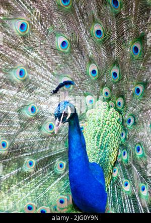 Un seul paon bleu de sexe masculin montre son beau plumage de plumes Banque D'Images