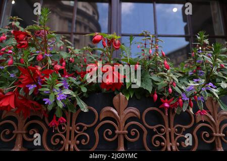 Fleurs devant une fenêtre à Londres Banque D'Images