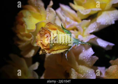 Rose en fleurs avec un bourgeon blanc-jaune moelleux en pleine fleur. Paysage floral lumineux avec rose fraîche en fleurs. LA ROSE GOUTTE DE L'EAU Banque D'Images