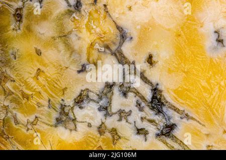 Fromage avec moule. Une grande tranche de fromage avec des trous, longtemps été gâtée et couverte de moisissure. Vue magnifique sur la nourriture gâtée. Jaune moldy Banque D'Images