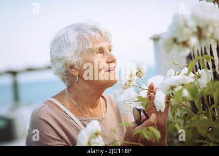 Femme âgée admirant de magnifiques buissons avec des roses blanches Banque D'Images