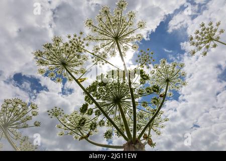 L'herbe à poux une plante énorme avec de grandes fleurs blanches comme le parasol, une plante dangereuse pour les humains qui peut souffrir de graves brûlures d'elle Banque D'Images