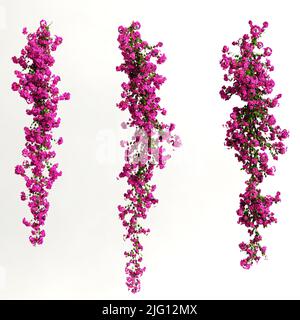 3d illustration de bougainvillea spectabilis rose fleur de branche isolée sur fond blanc Banque D'Images