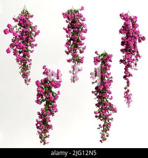 3d illustration de bougainvillea spectabilis rose fleur de branche isolée sur fond blanc Banque D'Images