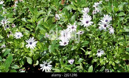 Gros plan de belles fleurs blanches de Dimorphotheca pluvialis également connu sous le nom de pâquerette de pluie de cap, marigold, prophète de temps, Marguerite blanche de Namaqualand etc. F Banque D'Images