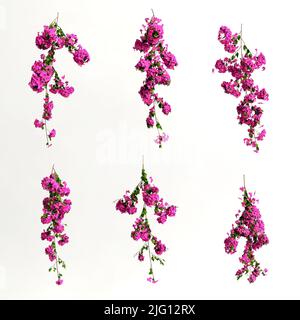 3d illustration de bougainvillea spectabilis rose fleur de branche isolée sur fond blanc Banque D'Images