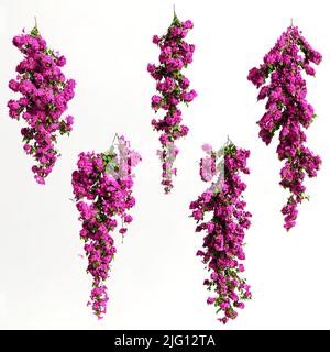 3d illustration de bougainvillea spectabilis rose fleur de branche isolée sur fond blanc Banque D'Images