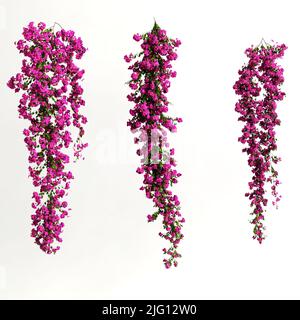 3d illustration de bougainvillea spectabilis rose fleur de branche isolée sur fond blanc Banque D'Images