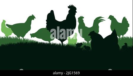 Poulets en pâturage. Silhouette de l'image. Animaux de la ferme. Volaille domestique pour obtenir des oeufs. Isolé sur fond blanc. Vecteur. Illustration de Vecteur