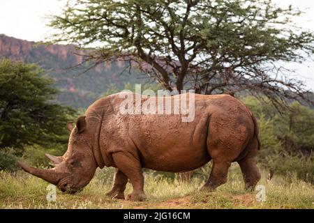 Un rhinocéros blanc à Waterberg Wilderness, Namibie Banque D'Images