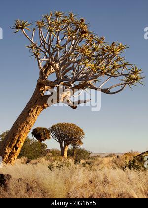 Arbres de quiver près de Keetmanshoop, Namibie Banque D'Images