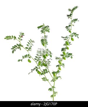 Branche de pois chiches verts isolée sur fond blanc. Pois chiches dans la gousse et les fleurs Banque D'Images