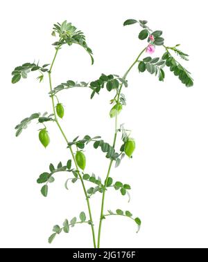 Branche de pois chiches verts isolée sur fond blanc. Pois chiches dans la gousse et les fleurs Banque D'Images