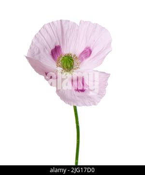 Fleur de pavot isolée sur fond blanc. Pavot à opium rose unique. Papaver somniferum. Masque Banque D'Images