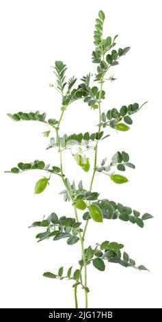 Branche de pois chiches verts isolée sur fond blanc. Pois chiches dans la gousse et les fleurs Banque D'Images