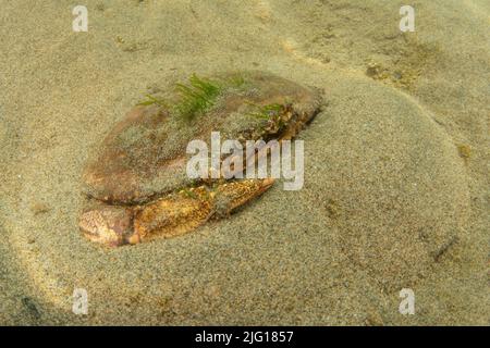 Crabe dormeur (Metacarcinus Magister) au fond de l'océan dans le sanctuaire marin national du Grand Farallones en Californie. Banque D'Images