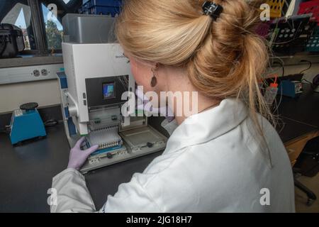Une scientifique féminine de l'université de Californie à Berkeley travaille en laboratoire à l'aide d'équipements de laboratoire. Banque D'Images