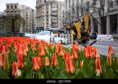 Le Royaume des pays-Bas a présenté à Kiev des centaines de milliers de bulbes de tulipe en mémoire de l'exploit les héros de la Révolution de la tulipe dignité Banque D'Images