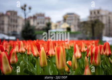 Le Royaume des pays-Bas a présenté à Kiev des centaines de milliers de bulbes de tulipe en mémoire de l'exploit les héros de la Révolution de la tulipe dignité Banque D'Images