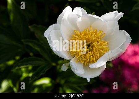 Gros plan d'une pivoine blanche avec des barils de poussière jaune Banque D'Images