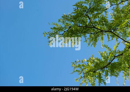 Une branche d'un criquet de miel devant un ciel bleu et sans nuages Banque D'Images