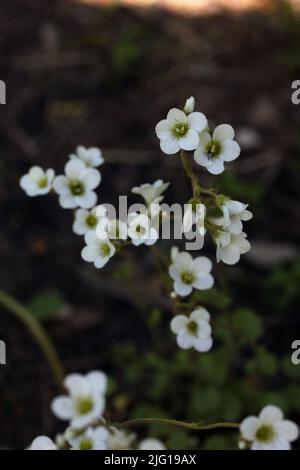 Pré saxifrage (Saxifraga granulata) fleur blanche en fleurs dans un jardin botanique, Lituanie Banque D'Images