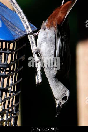 Le oiseau gris pointe vers le bas sur le convoyeur de suet Banque D'Images