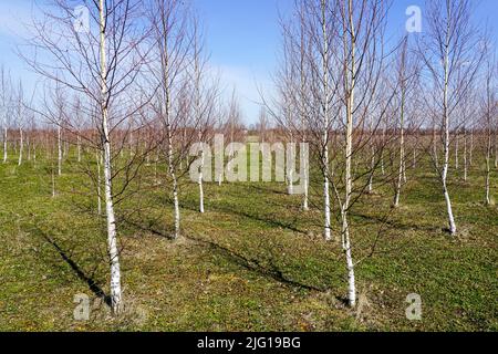 Vue printanière d'un bosquet de jeunes bouleaux plantés en rangées sur un fond de ciel bleu Banque D'Images