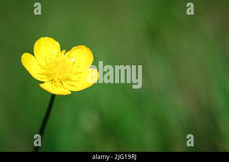 Tête de fleur jaune de buttercup bulbeux (Ranunculus bulbosus) poussant sur l'herbe verte, image avec espace de copie défocused Banque D'Images