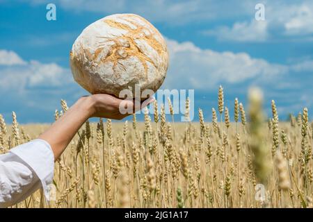 Mains de femmes tenant le pain cuit maison au-dessus du champ de blé mûr. Concept de sécurité alimentaire mondiale. Banque D'Images