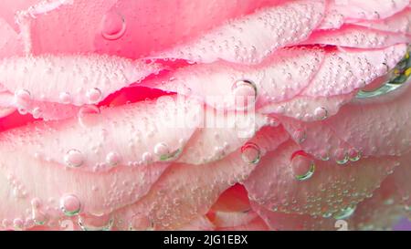 Réalisation créative d'une fleur.film de stock.pétales lumineux avec de petites gouttes d'eau qui est tourné très près. 4K images de haute qualité Banque D'Images