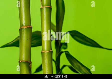 Lucky Bamboo, Ribbon Dracaena, Curly Bamboo, Chinese Water Bamboo, gros plan des plantes sur un fond vert, fond pour les dessins, papier peint vert Banque D'Images