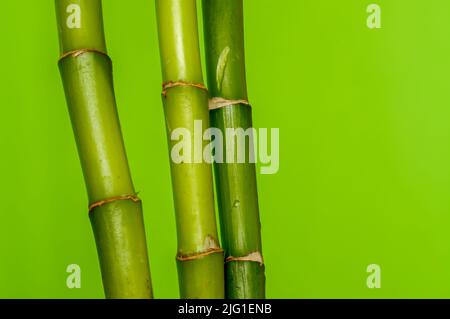 Lucky Bamboo, Ribbon Dracaena, Curly Bamboo, Chinese Water Bamboo, gros plan des plantes sur un fond vert, fond pour les dessins, papier peint vert Banque D'Images