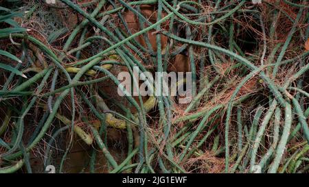 Tiges de plantes mauriquement des tropiques. Les tiges de succion s'enveloppent autour d'un support en bois. Plante avec des racines aériennes. Banque D'Images